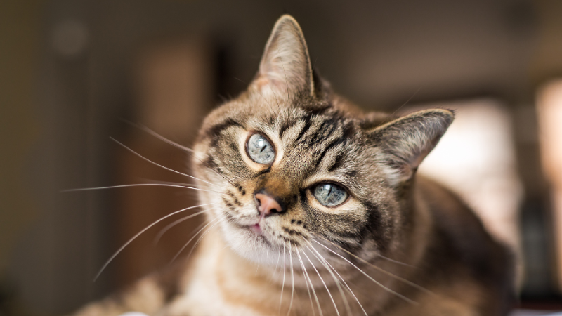 愛猫の普段の様子をよく知っておくこと
