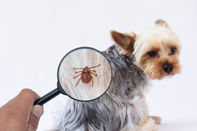 ルーペで覗く犬についたマダニ　イメージ